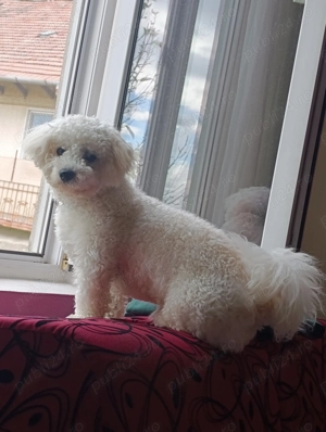 Vând mascul bischon havanes - imagine 3