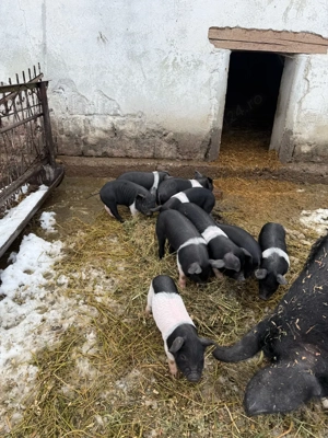 purcei bazna  - imagine 2