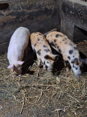 Vând purcei 12 săptămâni  - imagine 4