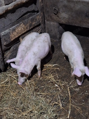Vând purcei 12 săptămâni  - imagine 2