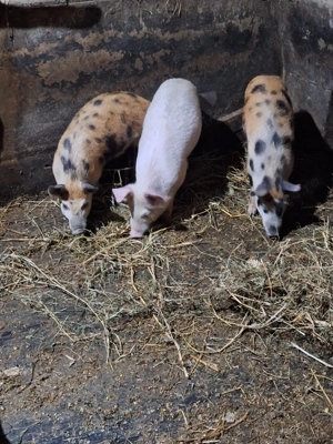 Vând purcei 12 săptămâni  - imagine 3