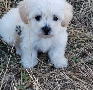 Vand bishon talie mica aproape doua luni