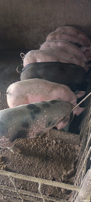 Vind purcei  - imagine 2