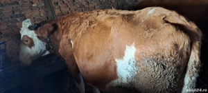 Vaca de vânzare  - imagine 2