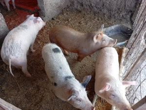 vând purcei  - imagine 3