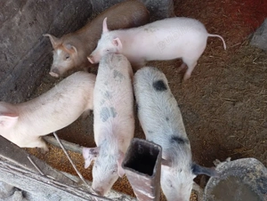 vând purcei  - imagine 2