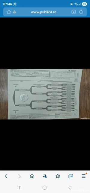 Femela ciobanesc german - imagine 2