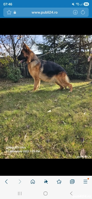 Femela ciobanesc german