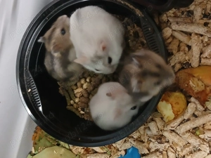 vand 20 de hamsteri cu 250 lei