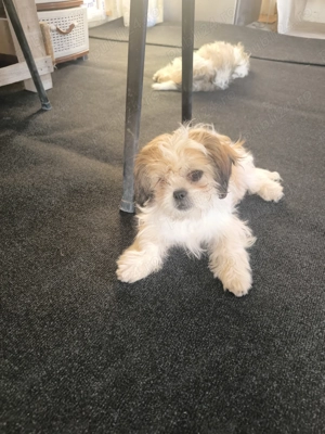 Shih-tzu canisa adoptie - imagine 3