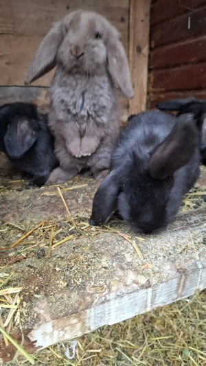 Vând iepurași berbec german - imagine 2