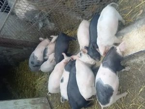 Purceii de vînzare  - imagine 2