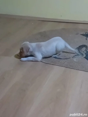 vand cateluse labrador gold 