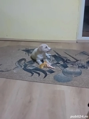 vand cateluse labrador gold  - imagine 2