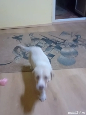 vand cateluse labrador gold  - imagine 3