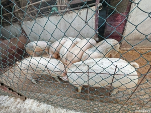 Porci de vanzare 130-160 kg  - imagine 3