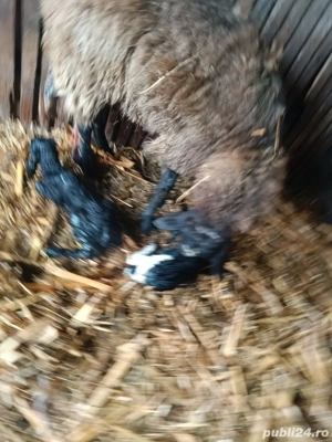 vand oi si capre - imagine 4