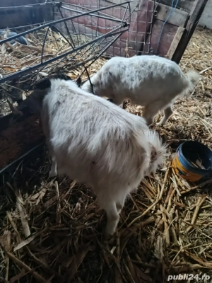 vand oi si capre - imagine 3