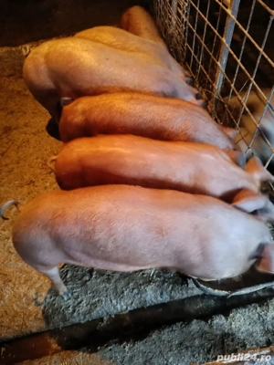 vand porci - imagine 3