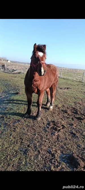 Manz de 1,9 luni - imagine 4