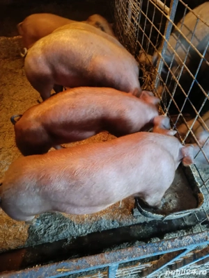 vand porci - imagine 4