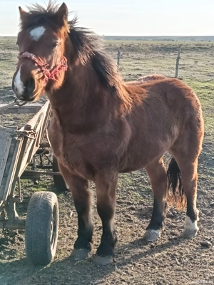 Manz de 1,9 luni - imagine 2