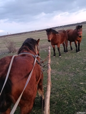 Manz de 1,9 luni - imagine 3