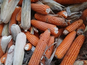 Vând porumb  stileti