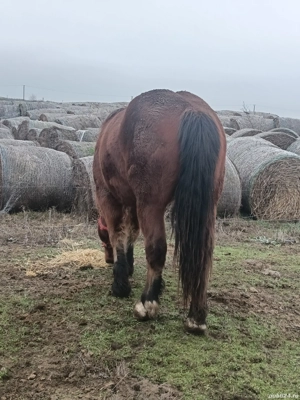 Manz de 1,9 luni - imagine 5