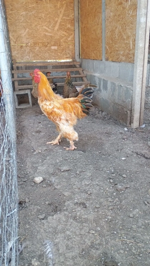 cocoși Brahma - imagine 3