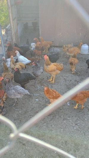 cocoși Brahma - imagine 4