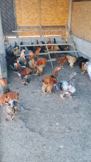 cocoși Brahma - imagine 2