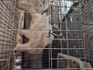 vand puicute de 6 luni ,2 La Brasee,australop pereche si alte rase - imagine 2