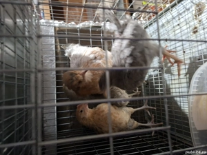 vand puicute de 6 luni ,2 La Brasee,australop pereche si alte rase - imagine 5