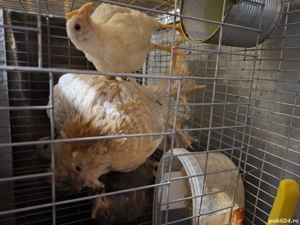 vand puicute de 6 luni ,2 La Brasee,australop pereche si alte rase - imagine 4