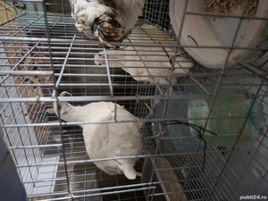 vand puicute de 6 luni ,2 La Brasee,australop pereche si alte rase - imagine 3