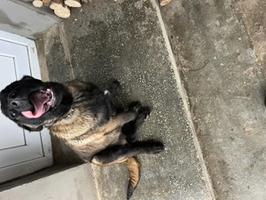 Ciobanesc belgian malinois 