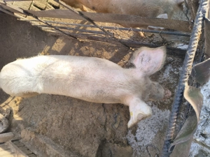 Vând purcei măricei în Blidari, Valcea, relații la telefon   - imagine 4