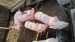 Vând purcei măricei în Blidari, Valcea, relații la telefon   - imagine 2