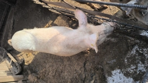 Vând purcei măricei în Blidari, Valcea, relații la telefon  