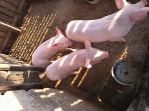 Vând purcei măricei în Blidari, Valcea, relații la telefon   - imagine 3