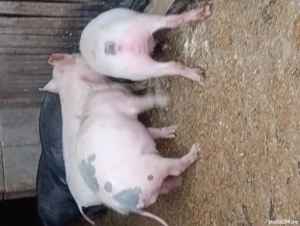 vand purcei  - imagine 2