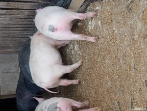 vand purcei  - imagine 4