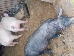 vand purcei  - imagine 3