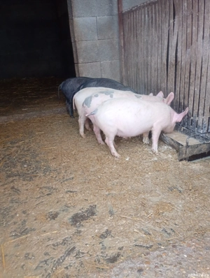 vand purcei  - imagine 5