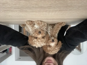 Caniche pudel  - imagine 2