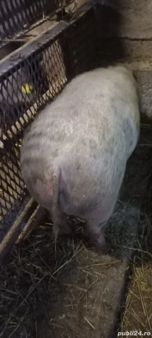 Disponibila o Scrofița Metiș de Pietrain 16 mameloane Tel  o733345270 Se pot vedea in Com Lița 