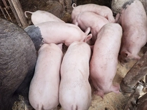 Purcei de vânzare  - imagine 3
