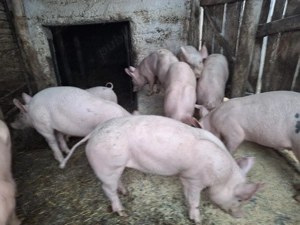 Purcei de vânzare  - imagine 2