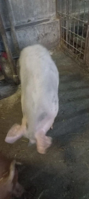 Ultima Bucata Metiș de Pietrain 30-35 Kg Com Lița o733345270 